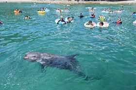海水浴客のすぐ近くを泳ぐハナゴンドウ（７月２２日、和歌山県太地町で）