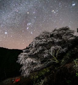 【動画】満天の星と「クマノザクラ」　１００年ぶりに確認の新種桜､和歌山･古座川町で満開
