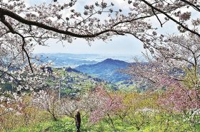 サクラとハナモモが見頃　古道の名所「ひるね茶屋」