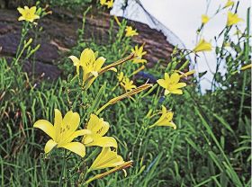 道路沿いの岩場で花を咲かせたユウスゲ（和歌山県田辺市の天神崎で）