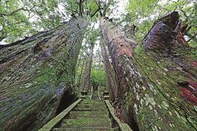 参詣者　見守り続けて数百年／熊野古道の巨木