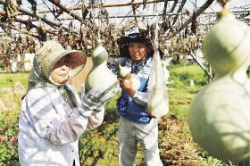 ヒョウタンを収穫する岡老人クラブのメンバー（９日、和歌山県上富田町岡で）
