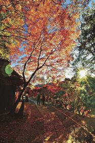 熊野１５一絵（１４）田辺市中辺路町／秋光る　とがの木茶屋