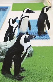 水族館で暮らす４羽のケープペンギン（和歌山県すさみ町江住で）