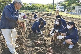 串本町の特産サツマイモ／「なんたん蜜姫」収穫体験／串本古座高校の３年生