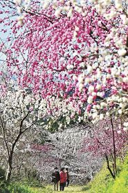 美しい花を咲かせているハナモモとサクラ（27日、和歌山県田辺市長野で）