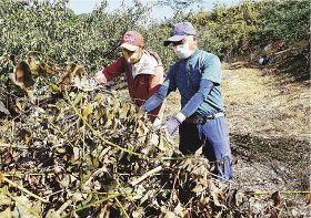 障害者が梅の剪定枝集め　和歌山県の農福連携推進事業