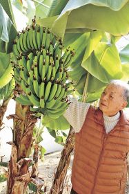 温室にバナナの実／印南の福田さん