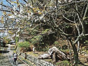 熊野古道を覆うように広げた枝に白い花を咲かせている秀衡桜（２９日、和歌山県田辺市中辺路町野中で）