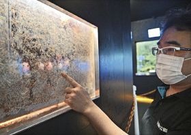 アカウミガメの卵を展示　串本海中公園