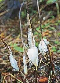 植物のシモバシラにできた氷柱（８日、和歌山県田辺市の山中で）