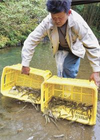 アマゴの稚漁３千匹放流　高城や清川で南部川漁協