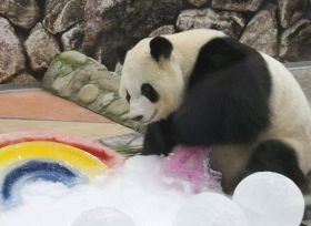 氷で遊ぶパンダの彩浜（和歌山県白浜町のアドベンチャーワールドで）