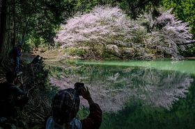 水面にも美しい姿を映したクマノザクラ（２０日、和歌山県古座川町潤野で）