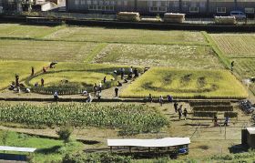 田んぼアートの田で稲刈りをする南部高校龍神分校の生徒ら