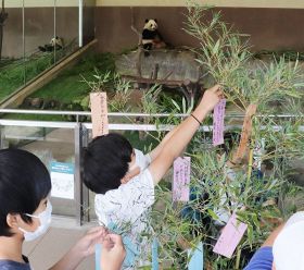 パンダが食べ残した竹に短冊を飾る小学生（７日、和歌山県白浜町で）