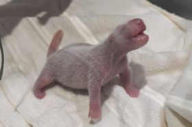 生まれたばかりのパンダの赤ちゃん（和歌山県白浜町で）＝アドベンチャーワールド提供