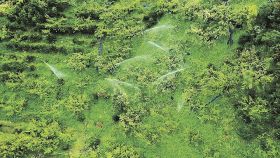 ドローンで上空から撮影したスプリンクラーによる農薬散布の様子