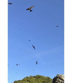 【動画】アマツバメ数百羽の群れ飛来　和歌山・紀南地方の繁殖地