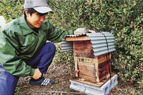 ニホンミツバチ増やしたい／手作りの巣箱設置／みなべの農業青年クラブ
