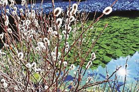 高田川の川岸で、銀白色の花穂をつけているネコヤナギ（和歌山県新宮市相賀で）