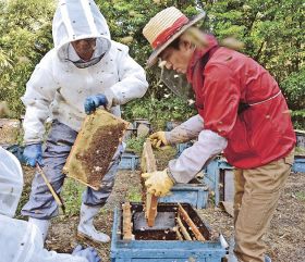 ミカンの香りたっぷり　ミツバチの採蜜始まる