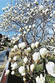 美しい花を咲かせているハクモクレン（１３日、和歌山県田辺市中辺路町川合で）