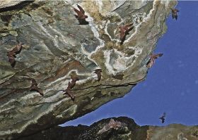 日暮れ時、巣穴を出て岩場を飛び回るユビナガコウモリ（和歌山県白浜町で）