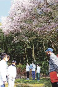 小学生ガイドが活躍　古座川町、クマノザクラを説明