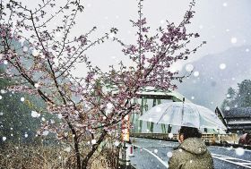 龍神温泉下流の龍王橋付近で舞う雪。早咲きの桜も凍えそう（１６日、和歌山県田辺市龍神村湯ノ又で）