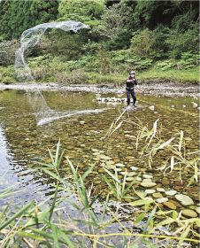 ササ立て漁で小鷹網を投げる上野泰義さん（２１日、和歌山県古座川町立合で）