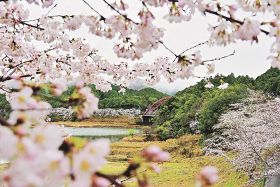 見頃を迎えている七川ダム湖畔の桜（２６日、和歌山県古座川町佐田で）