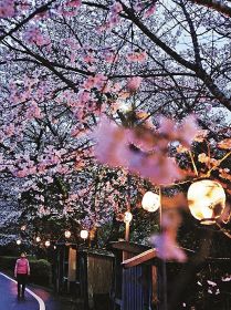 ちょうちんで照らされた桜（２６日、和歌山県古座川町佐田で）