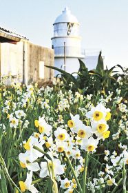 樫野埼灯台周辺で見頃を迎えているスイセンの花（和歌山県串本町樫野で）