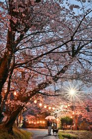 夜桜ちょうちん幻想的　古座川の七川ダム湖畔