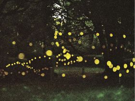 潮騒の森で幻想的に光るヒメボタル（１９日午後８時半ごろ、和歌山県串本町潮岬で）＝露光時間約６０秒