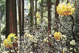 熊野古道沿いで、かわいらしい花を咲かせているミツマタ（２０日、和歌山県新宮市熊野川町で）