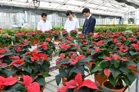 ポインセチア色づく　熊野高校で生徒が栽培