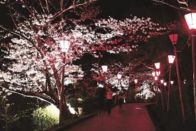 ライトアップされた平草原公園の桜（２８日、和歌山県白浜町で）