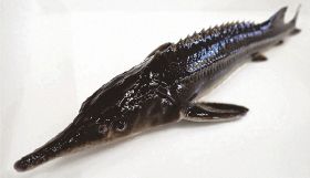近畿大学水産研究所新宮実験場が飼育するチョウザメ（提供）