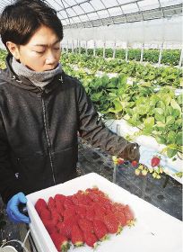 収穫最盛期を迎えている県オリジナル品種のイチゴ「まりひめ」（和歌山県田辺市芳養町で）