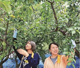 梅の収穫を体験する大学生や大学院生（和歌山県みなべ町西岩代で）