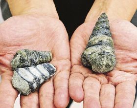 綛村さんが発見したビカリア（左）とセンニンガイ（右）の化石