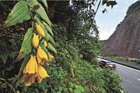 「古座川の一枚岩」そばの斜面で黄色い花を咲かせているキイジョウロウホトトギス（１２日、和歌山県古座川町相瀬で）