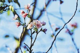 季節外れに咲くサクラの花（３日、田辺市天神崎で）