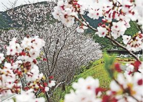 春本番／紀南の名所で桜満開
