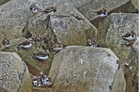 消波ブロックで羽休めするキョウジョシギの群れ（和歌山県みなべ町で）