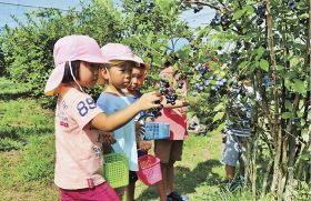 ブルーベリーを収穫する子どもたち（８日、和歌山県古座川町三尾川で）