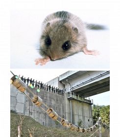 ヤマネの｢歩道橋｣､開発と自然保護を両立　和歌山の新宮高生､三重県の高速道路整備地で見学