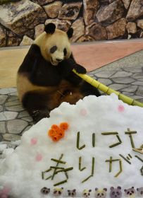 【動画】１０頭の「お母さんパンダ」に贈り物　母の日に白浜のアドベンチャーワールド